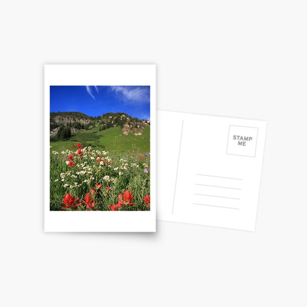 Albion Basin Wildflowers Postcard