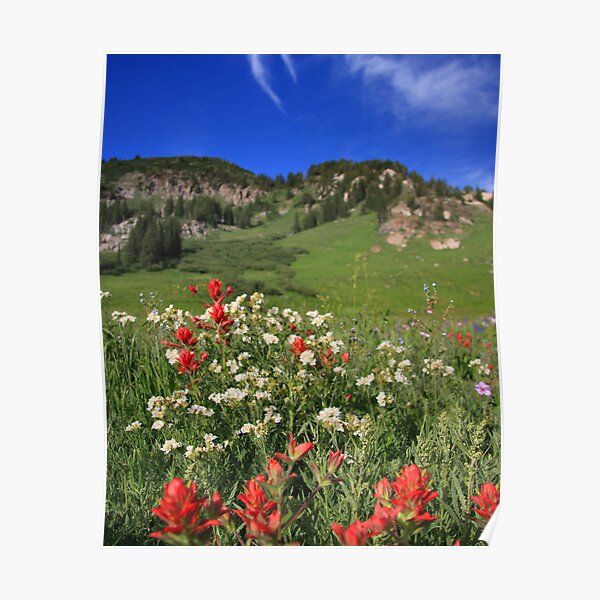 Albion Basin Wildflowers Poster