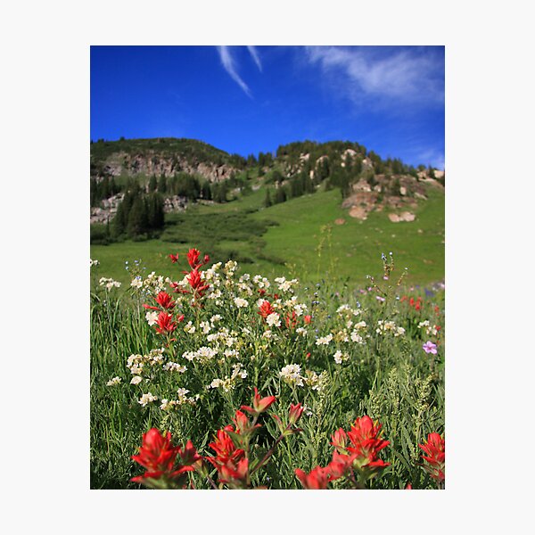 Albion Basin Wildflowers Photographic Print