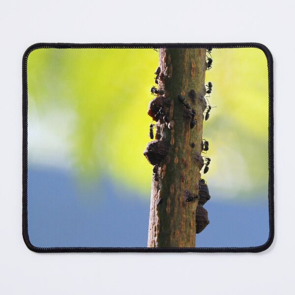 Item preview, Busy Busy Ants designed and sold by Siene Browne.