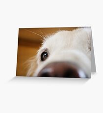 Fluffy Tetriever Close up Greeting Card