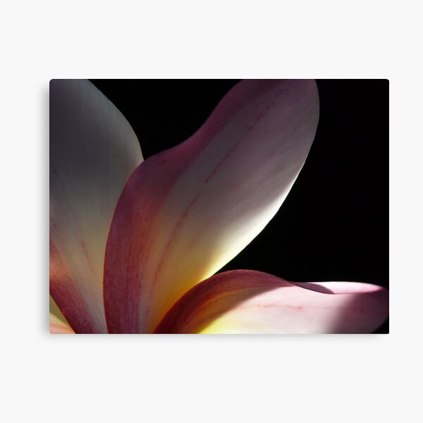 Behind the petals Canvas Print