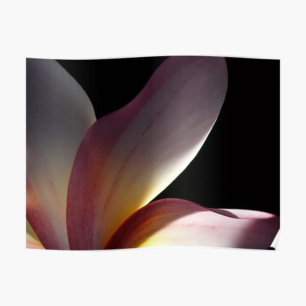 Behind the petals Poster