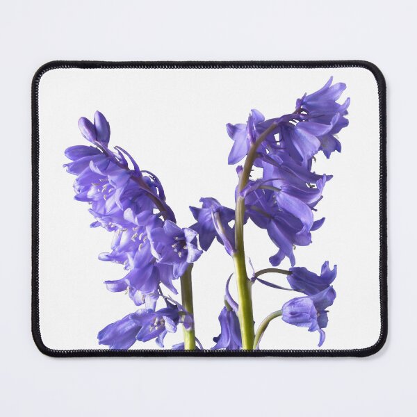 Item preview, Bluebells, Pretty Spring Flowers Macro Studio Photo designed and sold by JonDelorme.