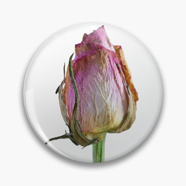 Item preview, Old Rose on Paper Background, Old but still gorgeous. designed and sold by JonDelorme.