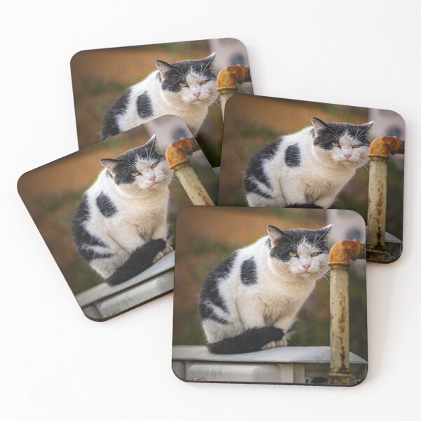 Item preview, Stray Cat on a Gas Meter Box designed and sold by Rabee Khalil Photography.