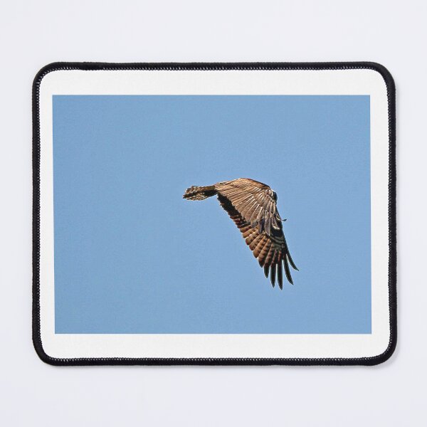 Item preview, Osprey in flight designed and sold by MarkSmalley.