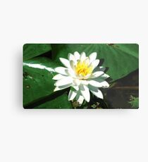 Lily on the Water Metal Print
