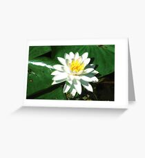 Lily on the Water Greeting Card