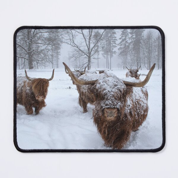 Item preview, snowy highland cows designed and sold by Pixie prints .