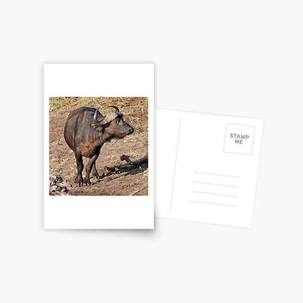 Vista previa del artículo con la obra «African Buffalo, Chobe National Park, Botswana, Africa», diseñado y vendido por Adrian Paul.