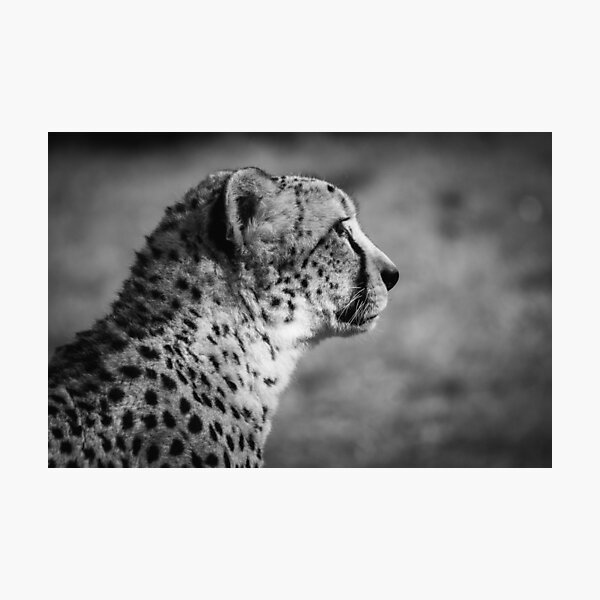 Item preview, side view of a cheetah designed and sold by Slalon85.
