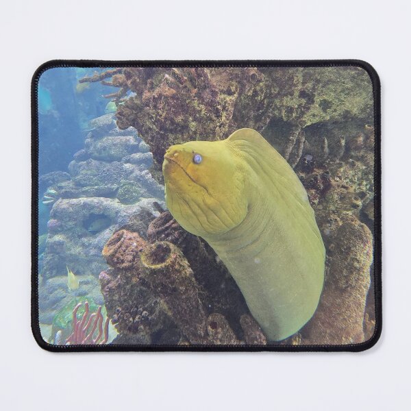 Item preview, Moray Eel 1 in Coral designed and sold by CoastalCalmCo.