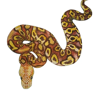 Artwork thumbnail, Ball python (Python regius) by Meowsome91