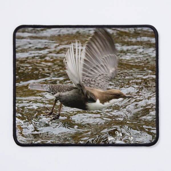 Item preview, Go. White-throated dipper designed and sold by Jouko Lehto Photography.