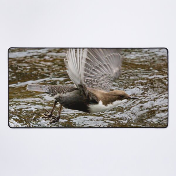 Item preview, Go. White-throated dipper designed and sold by Jouko Lehto Photography.