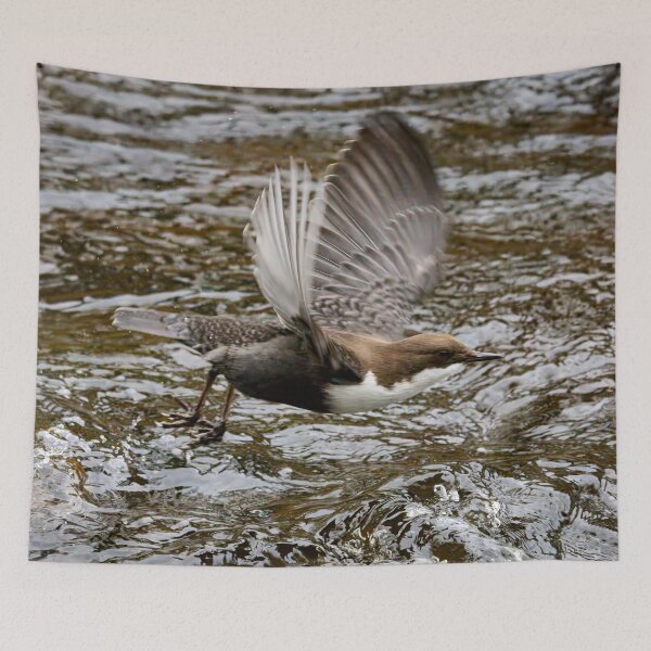 Item preview, Go. White-throated dipper designed and sold by Jouko Lehto Photography.