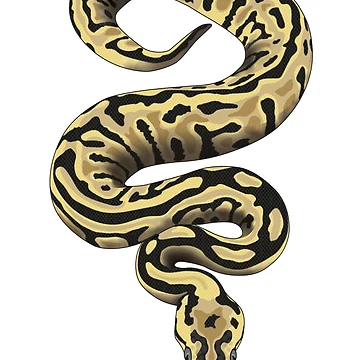 Artwork thumbnail, Ball python 2 (Python regius) by Meowsome91