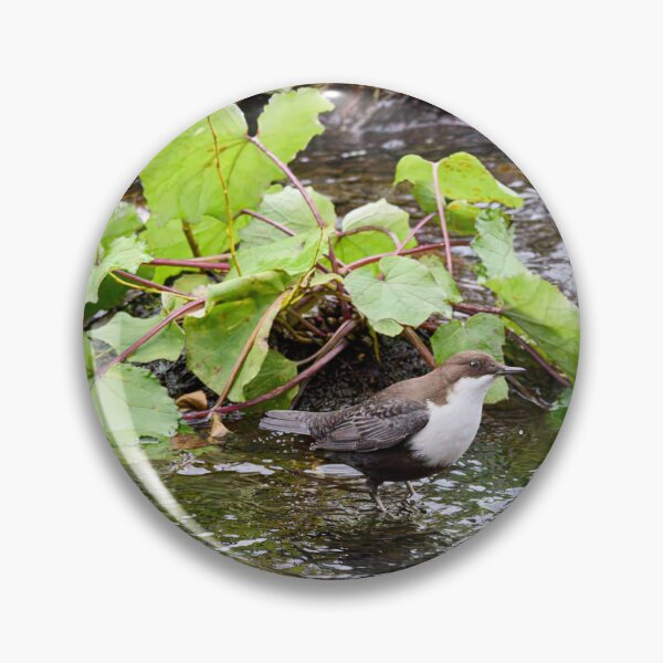 Item preview, Oh those greens. White-throated dipper designed and sold by Jouko Lehto Photography.