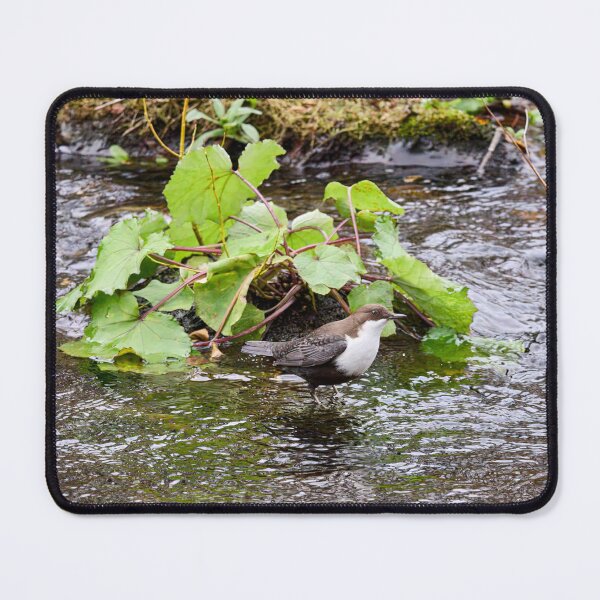 Item preview, Oh those greens. White-throated dipper designed and sold by Jouko Lehto Photography.