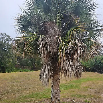 Artwork thumbnail, Palm Tree  by RudyYoder