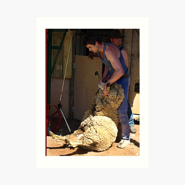 Sheep Shearing, Lardner Park, Warragul, Victoria Art Print