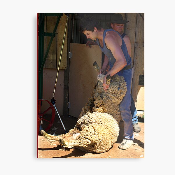 Sheep Shearing, Lardner Park, Warragul, Victoria Metal Print