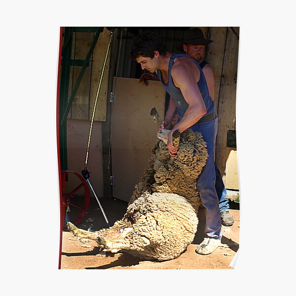 Sheep Shearing, Lardner Park, Warragul, Victoria Poster