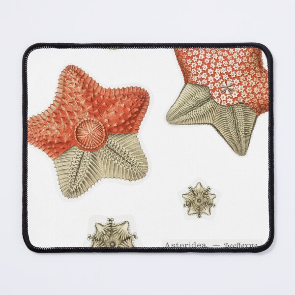 Item preview, Vintage Starfish Illustrations designed and sold by emmadezine.