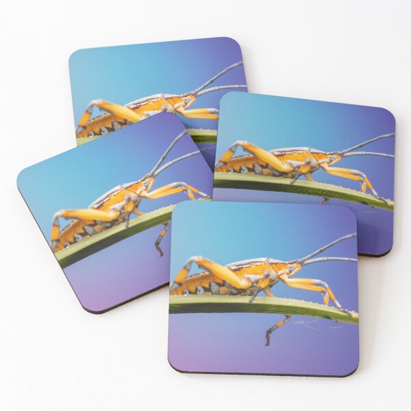 Item preview, Common Gum-tree Bug designed and sold by robdwildlife.