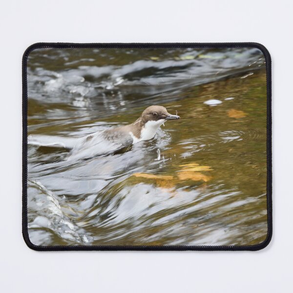 Item preview, End of the dive. White-throated dipper designed and sold by Jouko Lehto Photography.