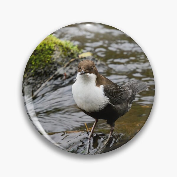 Item preview, What next. White-throated dipper designed and sold by Jouko Lehto Photography.