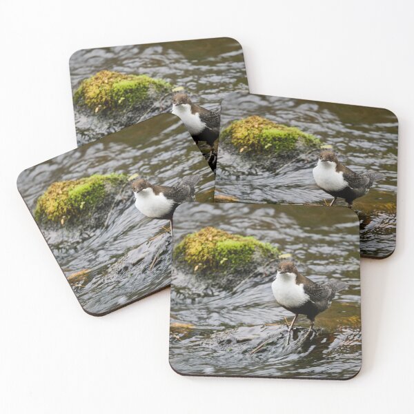 Item preview, What next. White-throated dipper designed and sold by Jouko Lehto Photography.