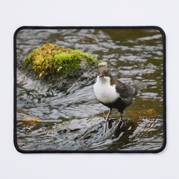 Item preview, What next. White-throated dipper designed and sold by Jouko Lehto Photography.