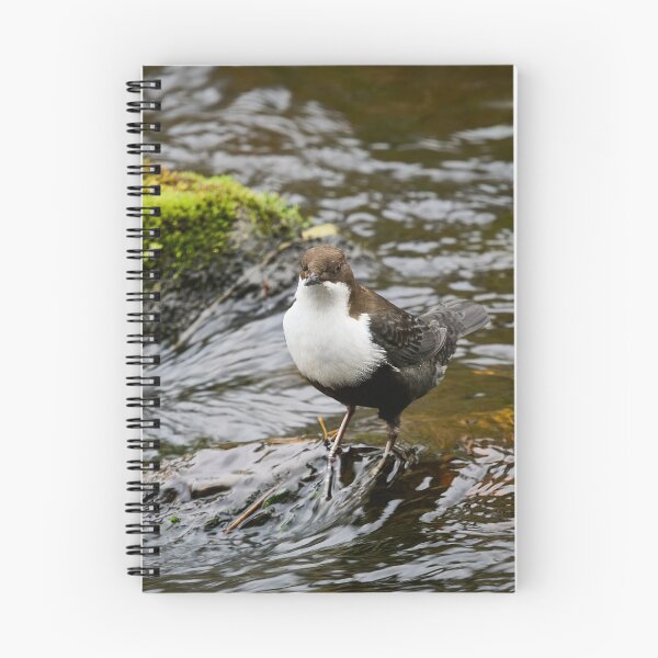 Item preview, What next. White-throated dipper designed and sold by Jouko Lehto Photography.