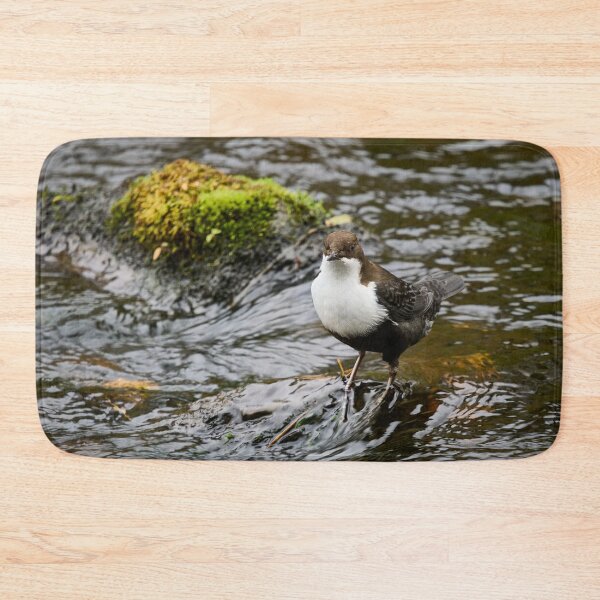 Item preview, What next. White-throated dipper designed and sold by Jouko Lehto Photography.