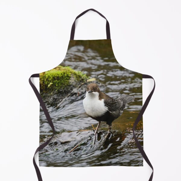 Item preview, What next. White-throated dipper designed and sold by Jouko Lehto Photography.