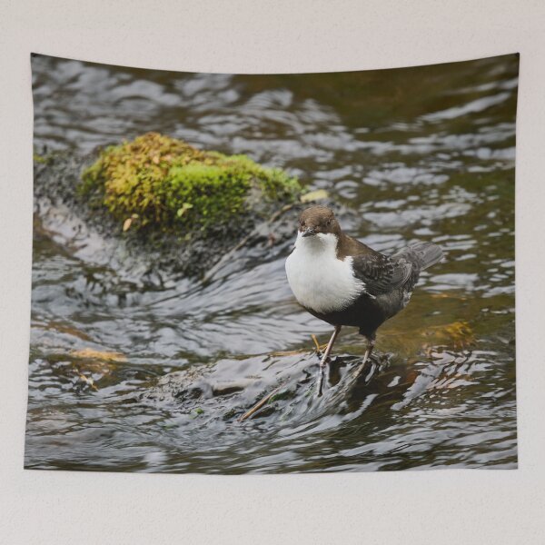 Item preview, What next. White-throated dipper designed and sold by Jouko Lehto Photography.