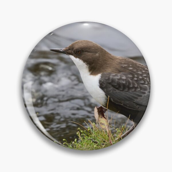Item preview, Profile. White-throated dipper designed and sold by Jouko Lehto Photography.