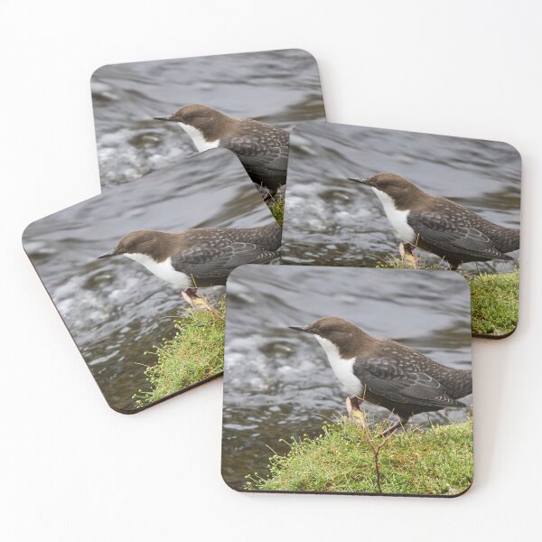 Item preview, Profile. White-throated dipper designed and sold by Jouko Lehto Photography.