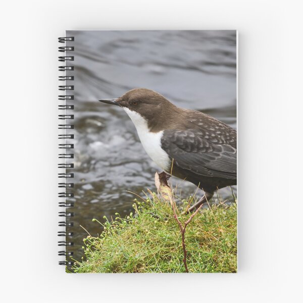 Item preview, Profile. White-throated dipper designed and sold by Jouko Lehto Photography.