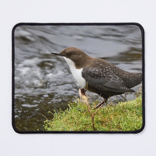 Item preview, Profile. White-throated dipper designed and sold by Jouko Lehto Photography.