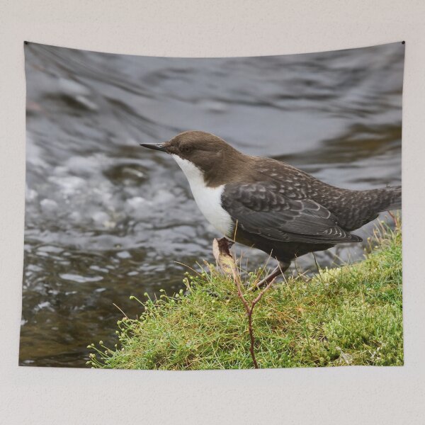 Item preview, Profile. White-throated dipper designed and sold by Jouko Lehto Photography.