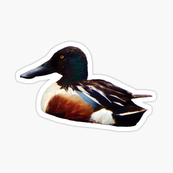 Shoveler Sticker