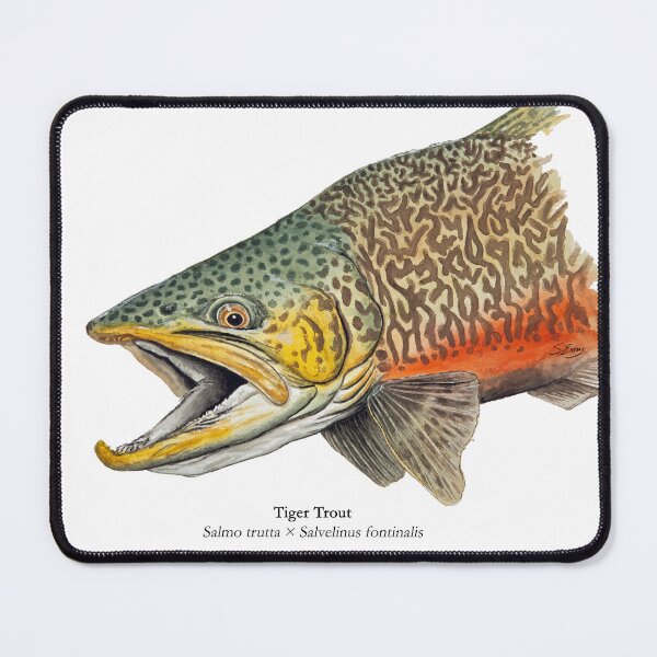 Item preview, Tiger Trout Painting designed and sold by Stephen Emms.