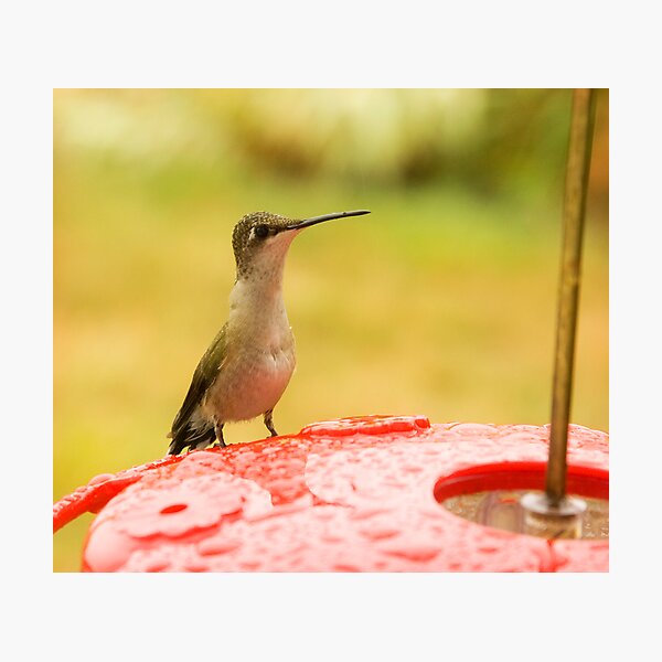 Hummer Enjoying Rain Photographic Print