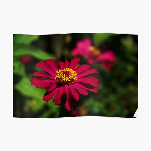 Zinnia Elegance Poster