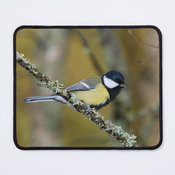 Item preview, Yellows. Great tit 2025 designed and sold by Jouko Lehto Photography.