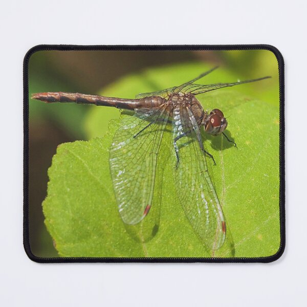 Item preview, Red-eyed dragonfly designed and sold by Production Art Manon Meilleur.