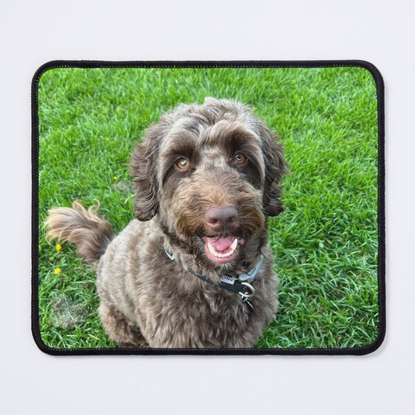 Item preview, Star the Cockerpoo designed and sold by Tiggeruma.